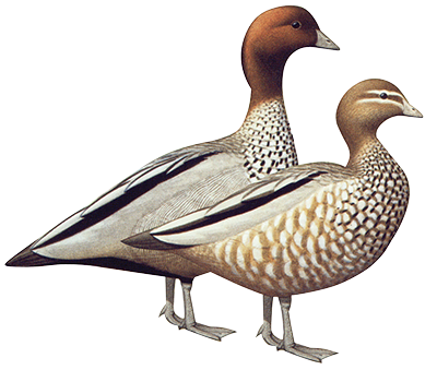 Australian Wood Ducks