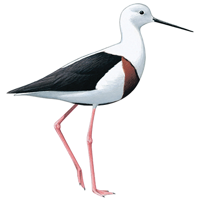 Banded Stilt 41cm