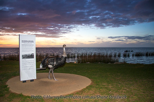 Birdman of the Coorong, Meningie