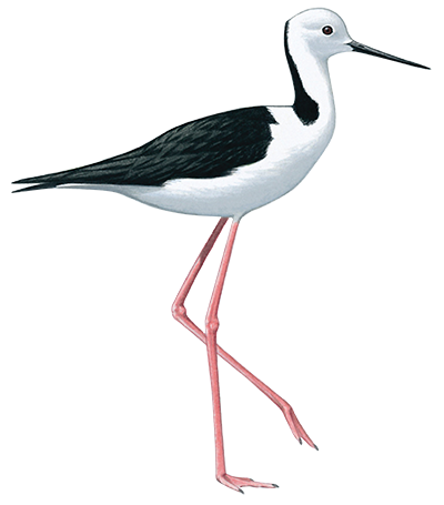 Black Winged Stilt 36cm