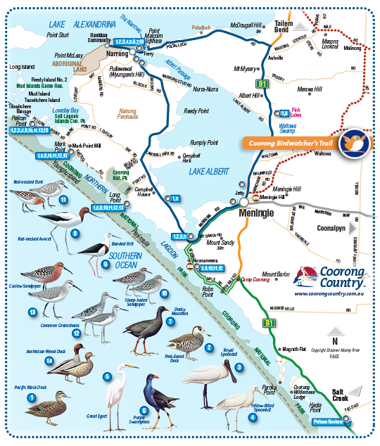 Coorong Birds Narrung Peninsula Map