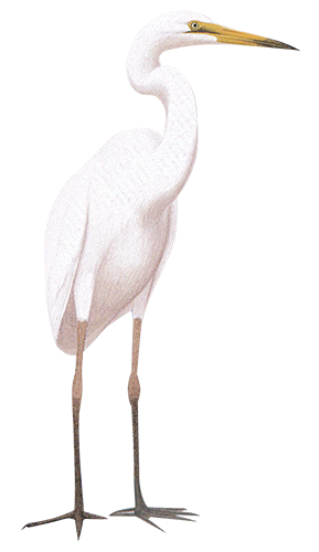 Great Egret 88cm