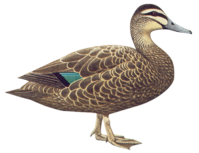 Pacific Black Duck 53cm