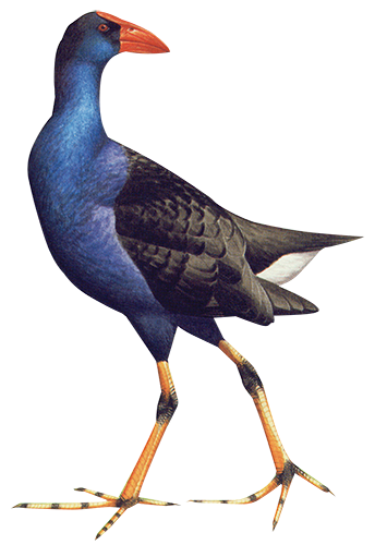 Purple Swamphen 46cm