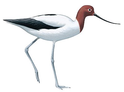 Red Necked Avocet 44cm