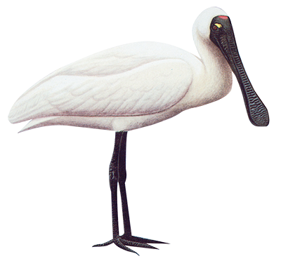 Royal Spoonbill 77cm