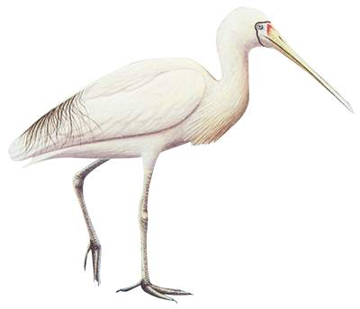 Yellow Billed Spoonbill 83cm