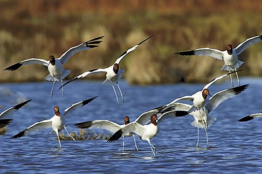 Coorong birds - Red Necked Avocet