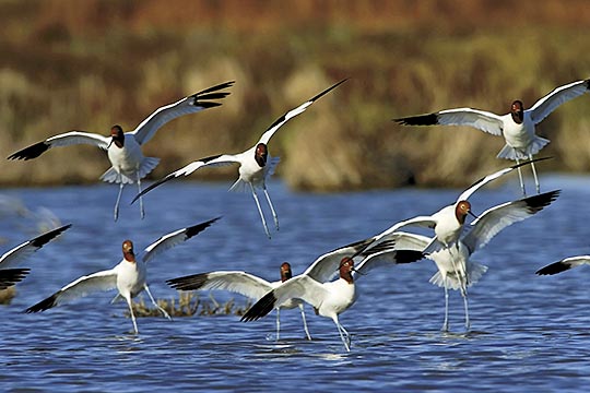 what is the difference between birding and bird watching