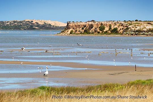 Coorong birds - Red Necked Avocet