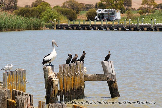 Birds at the Narrows and Ferry, Narrung
