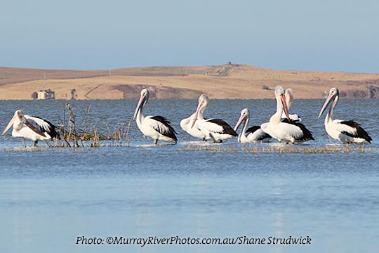 Pelicans Coorong birds